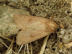 Protorthodes curtica