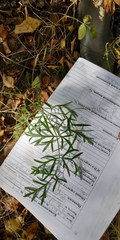 Cenolophium denudatum