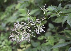 Parasenecio delphiniphyllus