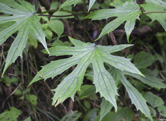 Parasenecio delphiniphyllus