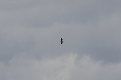 Chroicocephalus cirrocephalus