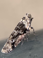Catonia