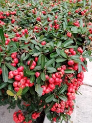 Pyracantha