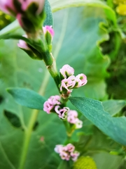 Polygonum