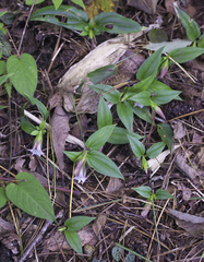 Tripterospermum trinervium