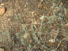 Lavandula pedunculata