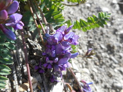 Oxytropis montana