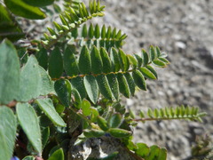Oxytropis montana