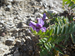 Oxytropis montana