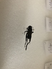 Gryllus pennsylvanicus