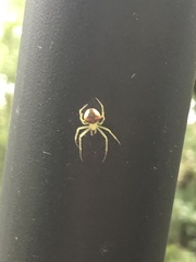Araneus alboventris