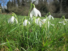 Galanthus nivalis