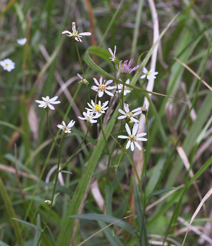 Aster rugulosus iNat (2)