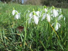 Galanthus nivalis