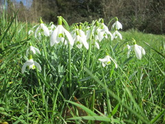 Galanthus nivalis