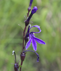 Lobelia sessilifolia