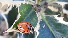 Harmonia axyridis