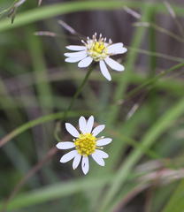 Aster rugulosus