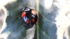 Harmonia axyridis
