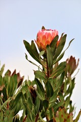 Protea × hybrida