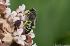 Bembix americana spinolae
