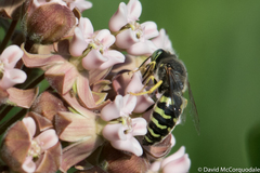 Bembix americana spinolae