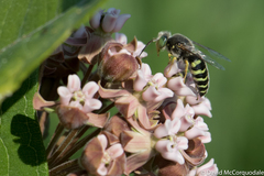 Bembix americana spinolae