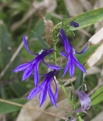 Lobelia sessilifolia