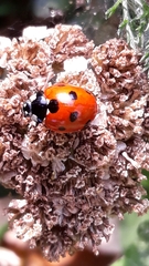 Coccinella septempunctata