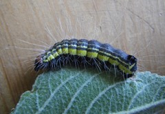 Acronicta radcliffei