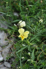 Viola lutea lutea