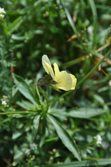 Viola lutea lutea