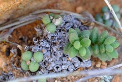 Crassula hirtipes