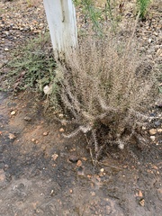 Lepidium ruderale