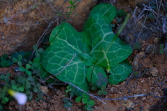 Othonna macrophylla