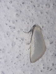 Chrysoecia thoracica