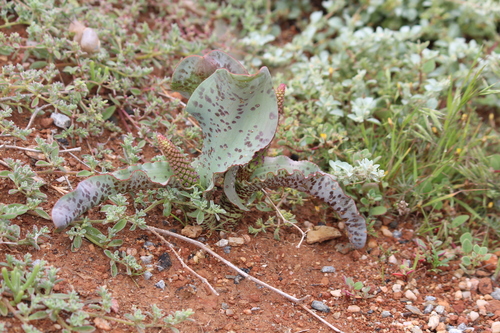Lachenalia violacea