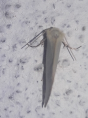 Chrysoecia thoracica