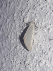 Chrysoecia thoracica