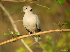 Streptopelia vinacea