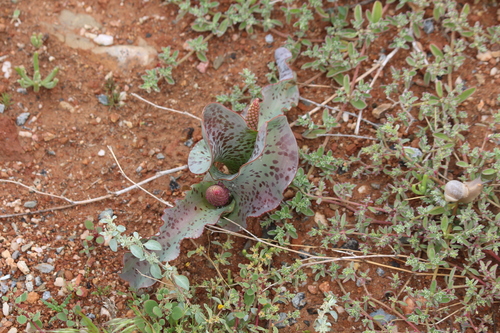 Lachenalia violacea