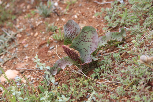 Lachenalia violacea