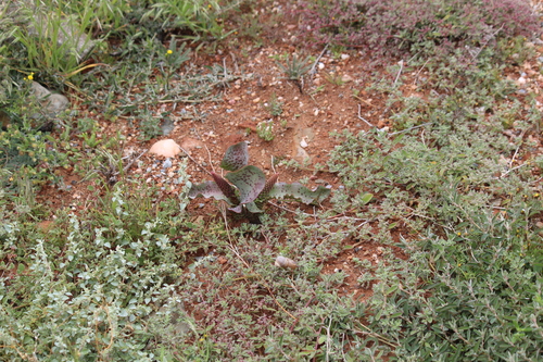Lachenalia violacea