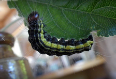 Acronicta radcliffei