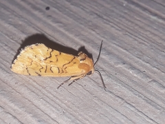 Chrysoecia dela