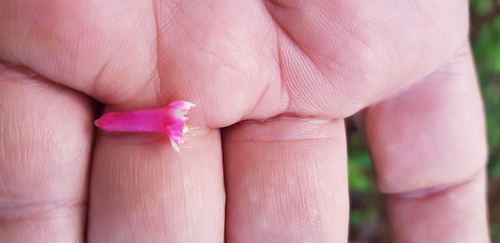 Fuchsia parviflora, photograph 3