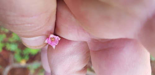 Fuchsia parviflora, photograph 4