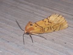 Chrysoecia dela