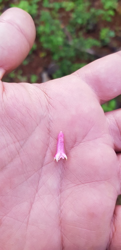 Fuchsia parviflora, photograph 5