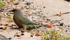 Urocolius indicus indicus